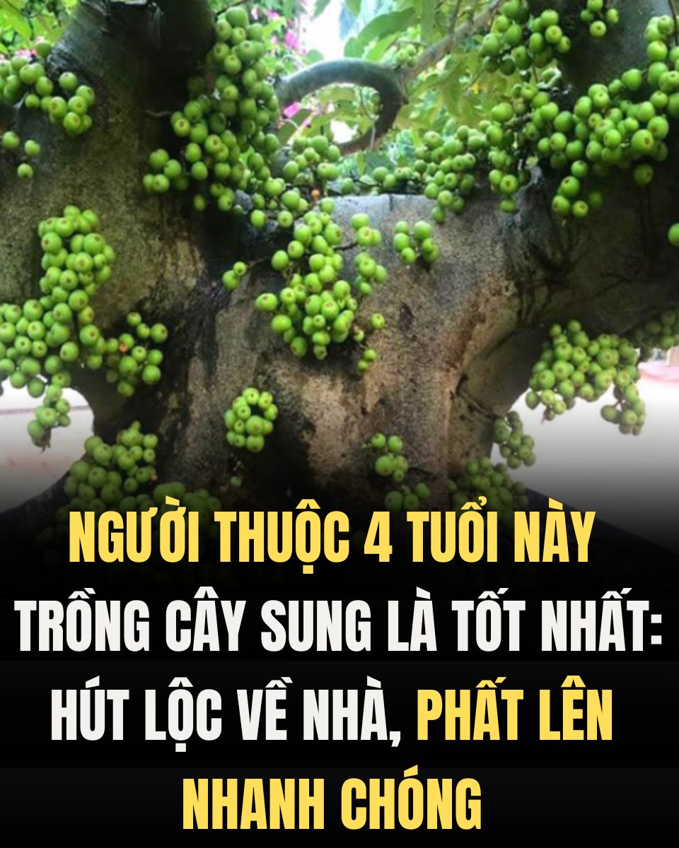 Người thuộc 4 tuổi này trồng cây sung là tốt nhất: Hút lộc về nhà, phất lên nhanh chóng