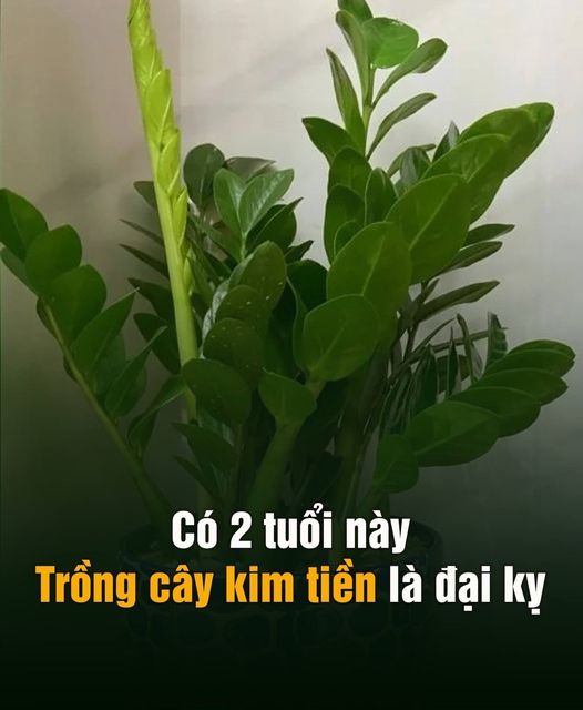 Có 2 tuổi trồng cây kim tiền là đại kị, để trong nhà tiền chảy hết ra.