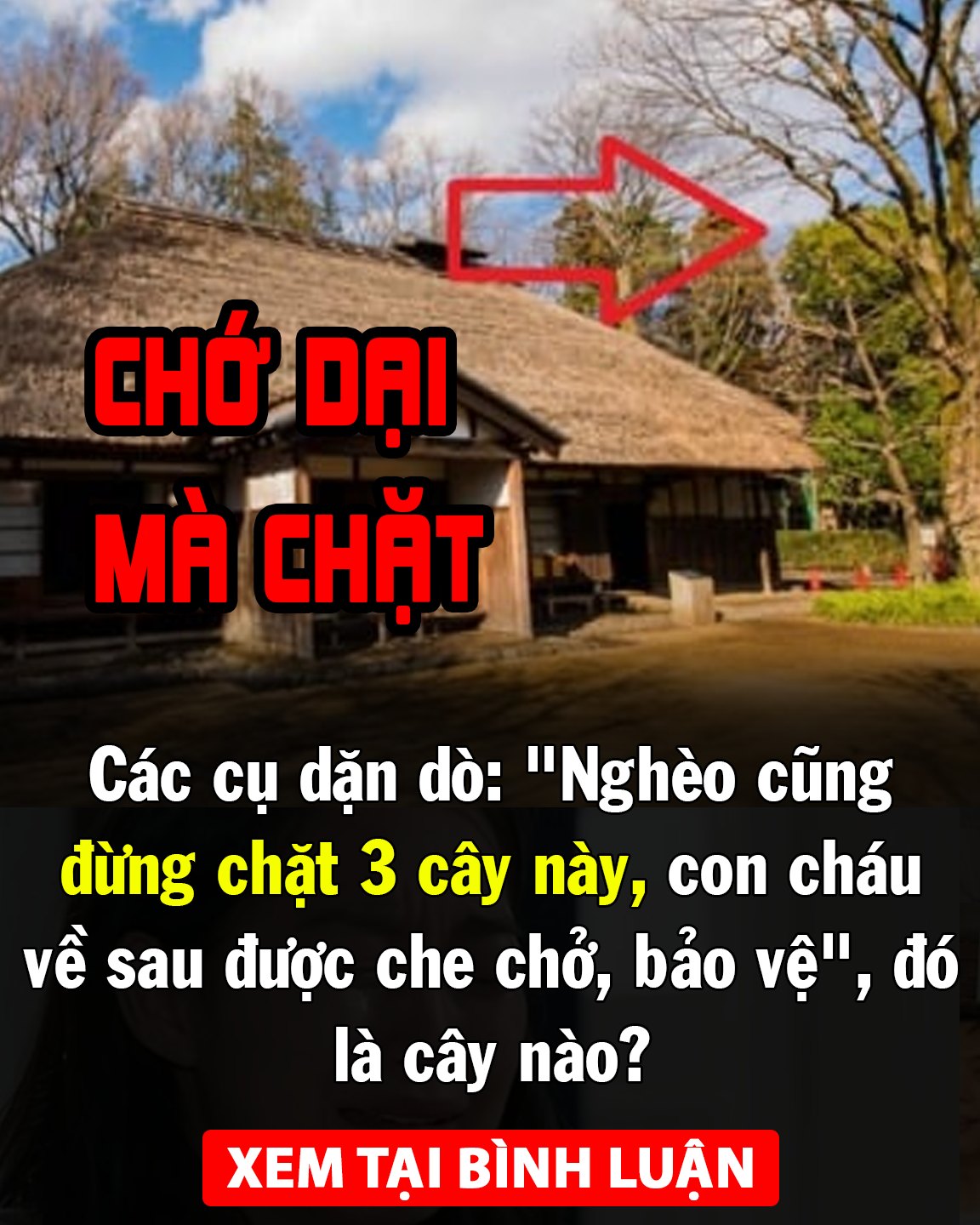 Các cụ dặn dò: “Nghèo cũng đừng chặt 3 cây này, con cháu về sau được che chở, bảo vệ”, đó là cây nào?