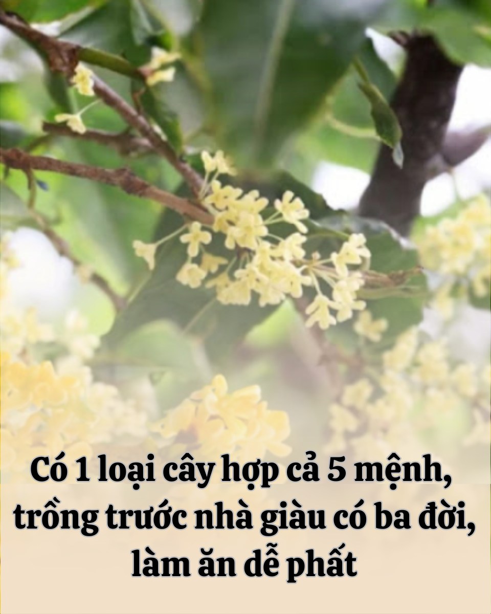 Có 1 loại cây hợp cả 5 mệnh, trồng trước nhà giàu có ba đời, làm ăn dễ phất