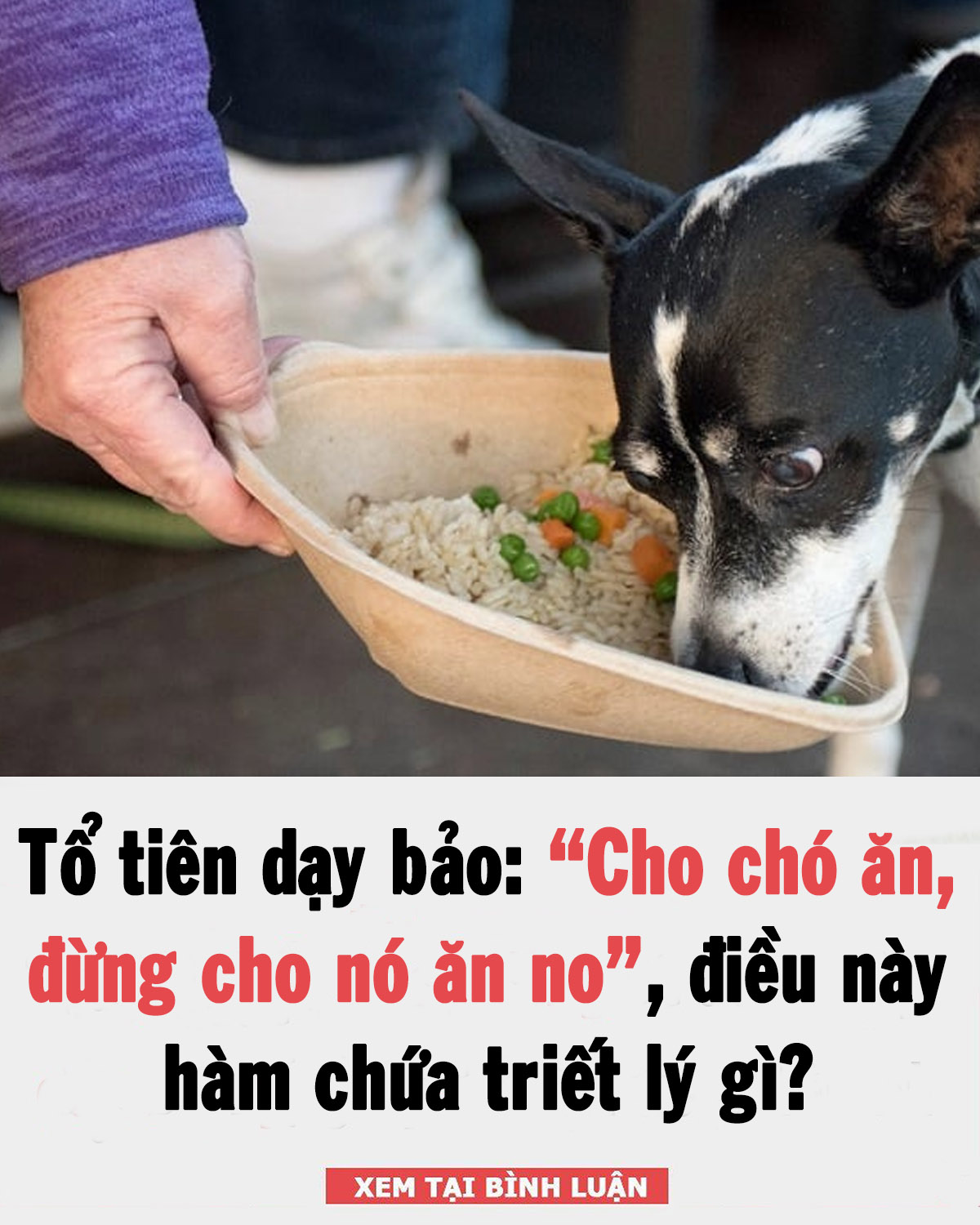 Tổ tiên dạy bảo: “Cho chó ăn, đừng cho nó ăn no”, điều này hàm chứa triết lý gì