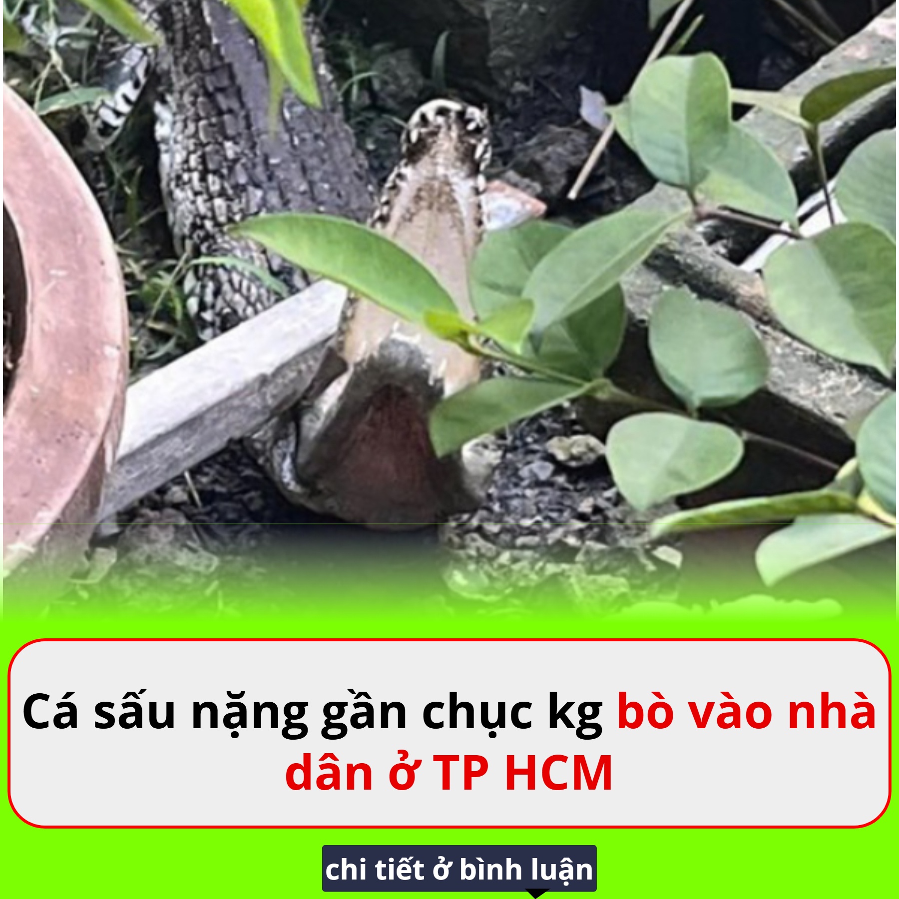 Cá sấu bò vào nhà dân ở TP HCM