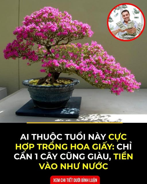 Người thuộc mệnh này trồng cây hoa Giấy cực giàu: Ai không biết quá đáng tiếc