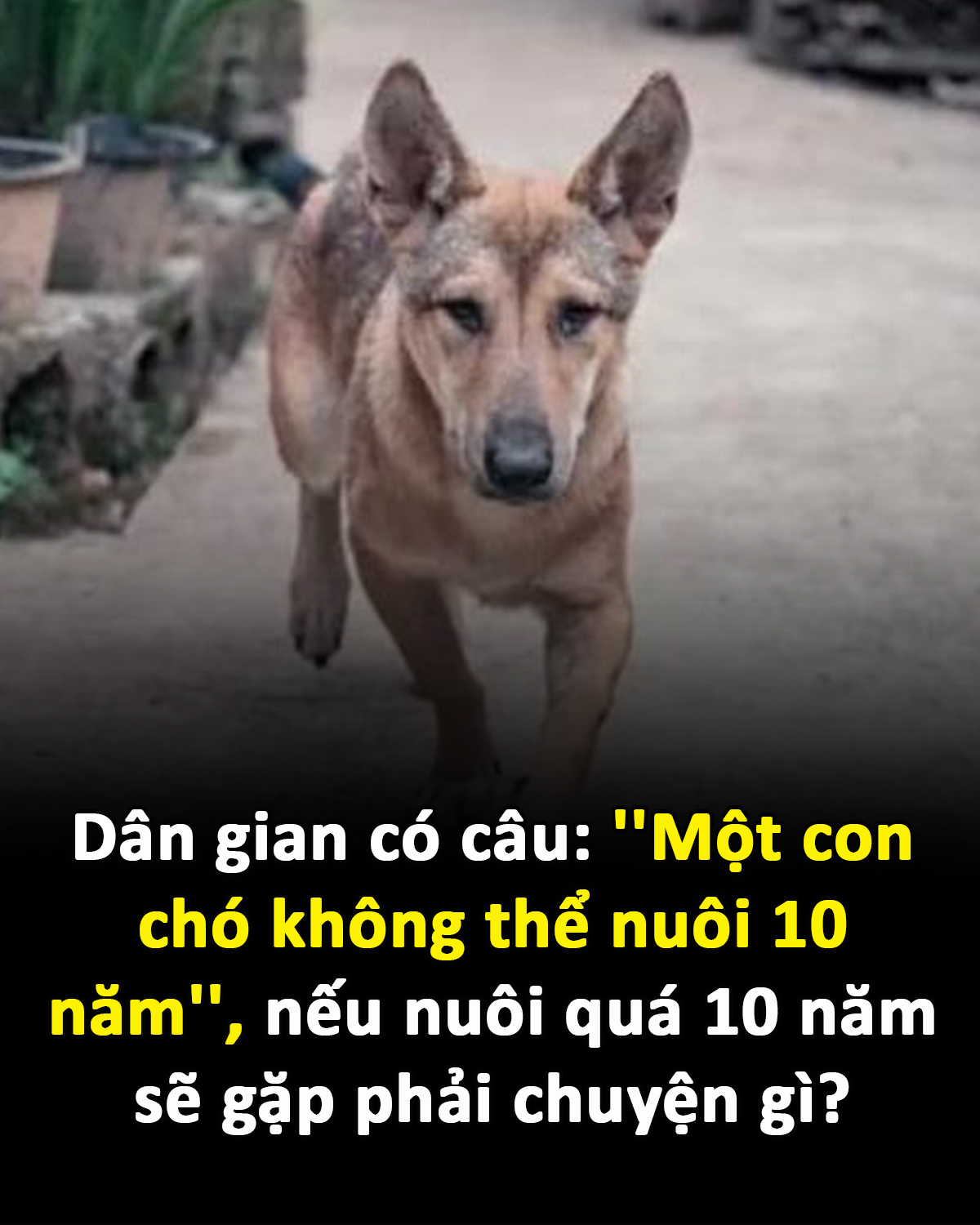 Dân gian có câu: ”Một con chó không thể nuôi 10 năm”, nếu nuôi quá 10 năm sẽ gặp phải chuyện gì?