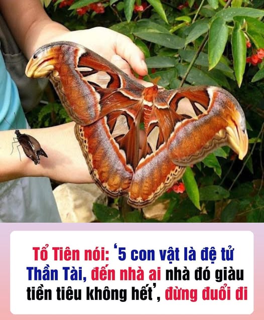 Tổ Tiên nói: ‘5 con vật là đệ tử Thần Tài, đến nhà ai nhà đó giàu, tiền tiêu không hết’, đừng đuổi đi