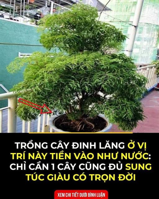 Cây Đinh Lăng cứ đem trồng đúng chỗ này sẽ giúp thu hút t à i l ộ c, gia chủ ngày càng g i:à:u có