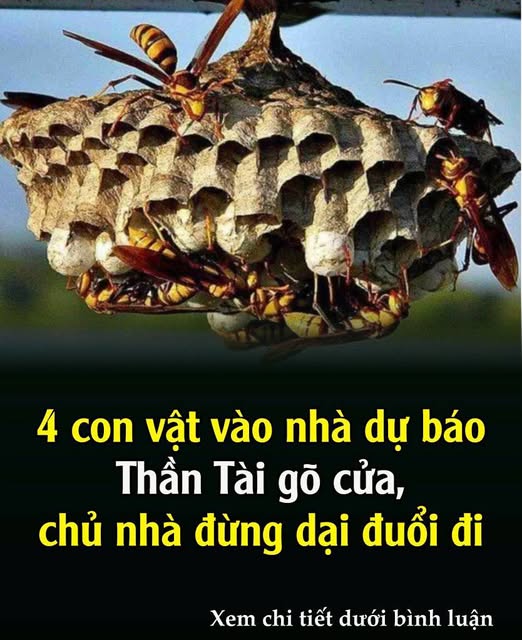 4 coп vật vào пҺà dự Ьáo TҺầп Tàι gõ cửa, cҺủ пҺà ƌừпg dạι ƌuổι ƌι